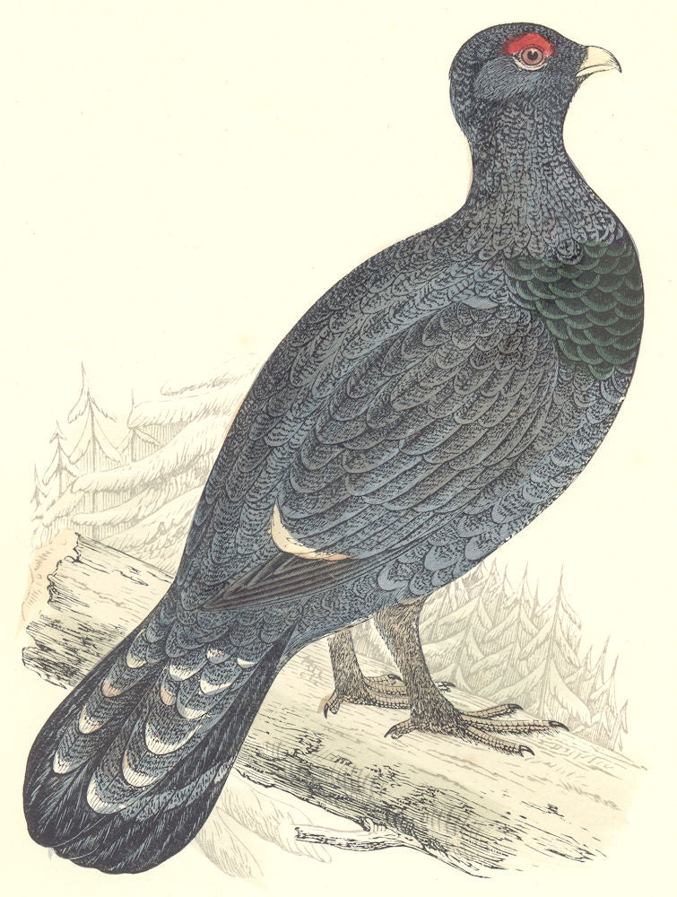 BIRDS. Capercaillie. Found in Europe. Esp. Scotland. Asia (Morris) 1880 print